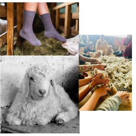 Image décrivant l'exposant : ALPES MOHAIR